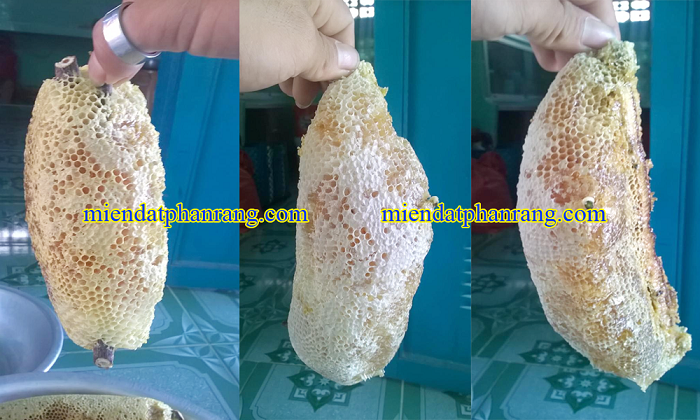 mật ong ruồi rừng phan rang